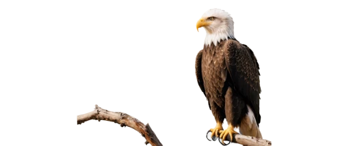 bald eagle,eagle,american bald eagle,fish eagle,eagle drawing,sea eagle,steppe eagle,sea head eagle,african eagle,of prey eagle,white tailed eagle,eagle illustration,white-tailed eagle,african fishing eagle,golden eagle,savannah eagle,bald eagles,african fish eagle,eagleman,mongolian eagle,Conceptual Art,Sci-Fi,Sci-Fi 14