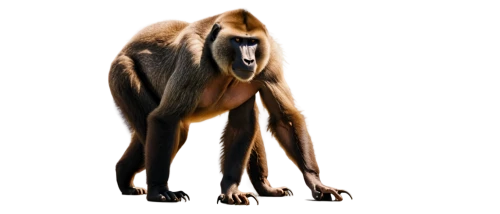 palaeopropithecus,mandrill,macaque,gelada,cercopithecus,francois langur,langur,mangabey,baboon,acheilognathus,de brazza's monkey,macaca,capuchin,lutung,mandrills,gigantopithecus,saluki,primate,propithecus,saikrajang,Conceptual Art,Daily,Daily 20