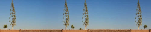 ocotillo,equisetum,spikelets,strand of wheat,horsetail,bulrushes,stereograms,puya,long grass,grain field panorama,block of grass,triptychs,spikelet,switchgrass,panicum,triptych,cypresses,desert plant,desert plants,diptych,Photography,General,Realistic