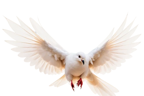 dove of peace,doves of peace,peace dove,white dove,holy spirit,peacocke,white bird,white pigeon,dove,pentecost,white eagle,kagu,pentecostalist,bird png,angel wing,white pigeons,doves,uniphoenix,cygnes,aguiluz,Illustration,Vector,Vector 08