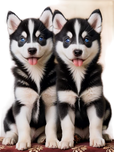 huskies,akitas,malamutes,puppies,huskie,siberian husky,beagles,huskic,pups,cute animals,husky,two dogs,huskey,corgis,cute puppy,mignons,dog siblings,piccoli,canines,collies,Conceptual Art,Fantasy,Fantasy 22