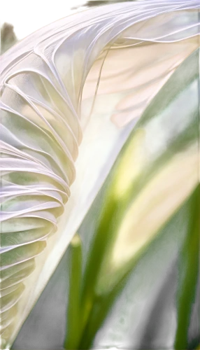 peace lilies,white feather,palm leaf,peace lily,tropical leaf,white lily,palm leaves,coconut leaf,feather,ornamental grass,grass lily,palm lily,bird feather,silver grass,crinum,swan feather,aspidistra,palm fronds,white palm,feather bristle grass,Conceptual Art,Sci-Fi,Sci-Fi 06