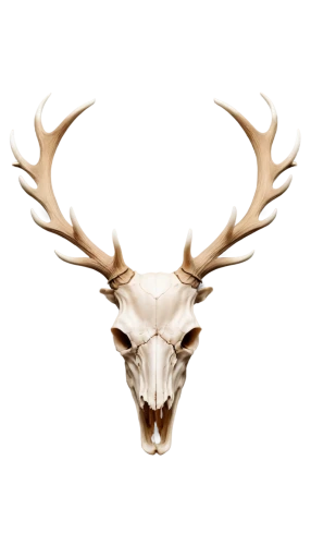gold deer,antler,antlered,antler velvet,deer bull,deer illustration,glowing antlers,deer head,stag,cervus,buck antlers,whitetail,odocoileus,deer,elk,antlers,deer antler,kudu,male deer,venado,Conceptual Art,Daily,Daily 03