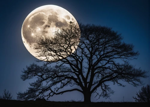 moonlit night,moon and foliage,moonlit,moonlighted,moon photography,full moon,moonstruck,moonglow,hanging moon,moonshine,moon at night,moondance,super moon,big moon,lune,moonshadow,blue moon,moonrise,moon night,mond,Photography,General,Realistic