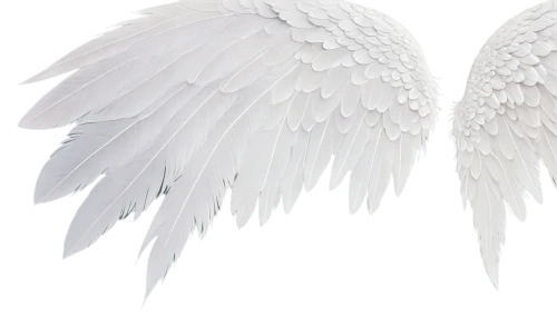 angel wings,angel wing,wings,whitewings,winged,angelfire,winged heart,derivable,pegasi,angelnote,angels,archangels,crying angel,seraphim,hindwings,seraph,angelology,angelnotes,fallen angel,bird wings,Photography,Documentary Photography,Documentary Photography 29