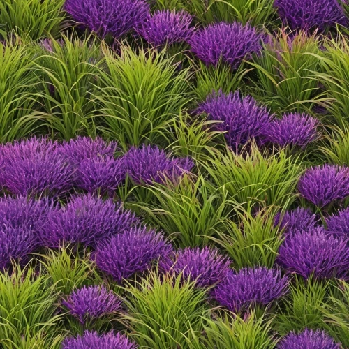 lavandula,lavander,navarretia,wall,lavendar,defend,purple fountain grass,defends,purple wallpaper,laventhol,wavelength,lavender flowers,lavenders,lavender bunch,ground cover,muhlenbergia,chives field,raid,saliya,lavender cultivation,Illustration,Abstract Fantasy,Abstract Fantasy 10