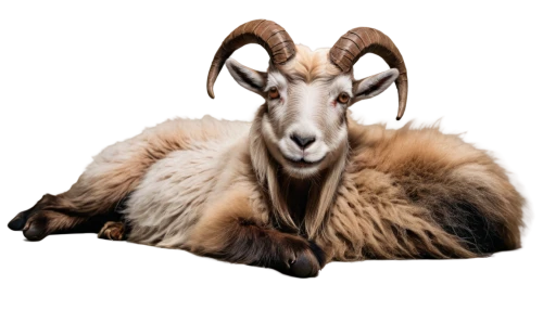 mouflon,bighorn ram,anglo-nubian goat,north american wild sheep,big horn sheep,ibex,argali,mountain sheep,tahr,goatskin,wild sheep,ibexes,boer goat,bighorn sheep,ramified,chamois,goatsucker,bighorn,goat horns,markhor,Conceptual Art,Fantasy,Fantasy 18