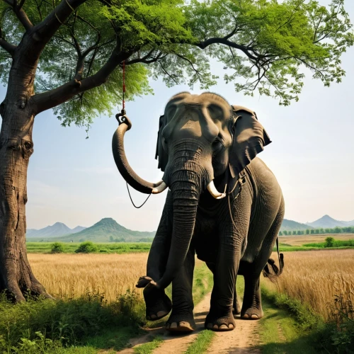 african elephant,elephant ride,triomphant,african bush elephant,african elephants,circus elephant,elephantine,asian elephant,pachyderm,elephant,cartoon elephants,elephants,elephas,pachyderms,elephunk,silliphant,elephant tusks,elephantmen,hathi,elephant camp,Photography,Artistic Photography,Artistic Photography 10