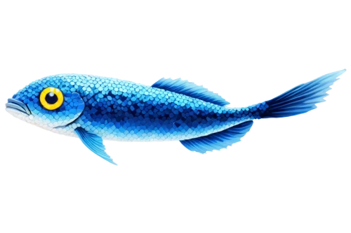 blue fish,blue stripe fish,damselfish,ornamental fish,cichlid,mosquitofish,oreochromis,icefish,coelacanth,fishbase,blue angel fish,playfish,fundulus,freshwater fish,marine fish,filefish,poisson,fish in water,guardfish,snapfish,Illustration,Japanese style,Japanese Style 09