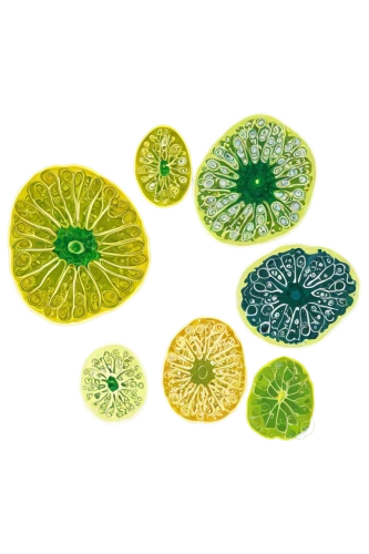 lemon background,green oranges,lime slices,citrus fruits,lemon wallpaper,citrus fruit,asian green oranges,sliced lime,kiwi lemons,lemon - fruit,limonene,lemons,lemon slices,summersby,limes,limeade,citrus food,citrus,citrus juicer,lemonades,Illustration,Abstract Fantasy,Abstract Fantasy 14