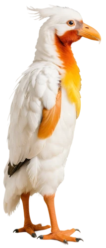 bird png,orange gull,cacatua,gwe,coq,cockatoo,orange beak,kagu,egyptian vulture,garrison,megapode,eastern white pelican,white eagle,galliformes,cockerel,avian,whitelocke,rockerduck,aztec gull,royal tern,Conceptual Art,Oil color,Oil Color 21