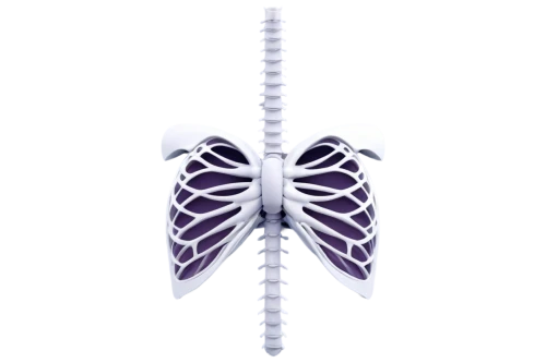 butterfly vector,spinal,scoliosis,butterfly clip art,butterfly background,butterfly white,prothorax,respiratory,isolated butterfly,parapatric,butterfly isolated,mediastinum,metathorax,latifolium,sternum,oxygenator,butterflied,whitewings,papillons,thorax,Conceptual Art,Daily,Daily 02