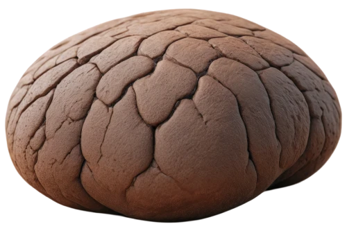 lycoperdon,stone ball,cerebellum,craniosynostosis,wrinkled potatoes,kaiser roll,cerebellar,fibrillar,seamless texture,cobolli,brain coral,cerebrum,concretion,wooden ball,ammonoid,neurocranium,yeast dough,leptobrachium,human brain,sordariomycetes,Photography,Documentary Photography,Documentary Photography 22