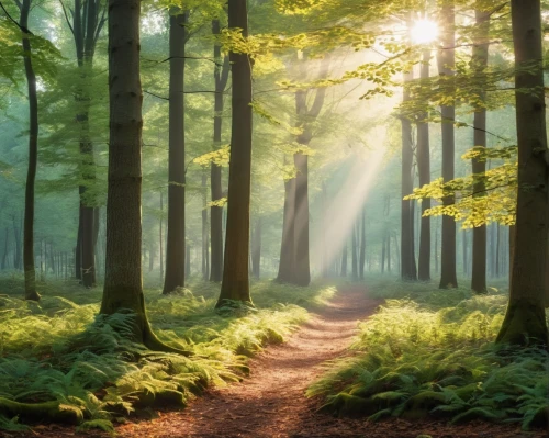 germany forest,green forest,forest path,forest landscape,holy forest,fairytale forest,forest of dreams,aaaa,forestland,fir forest,forest background,forest glade,nature wallpaper,fairy forest,coniferous forest,foggy forest,forested,beech forest,forest,aaa,Photography,General,Realistic