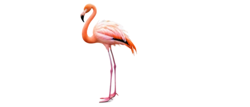 flamingo,greater flamingo,flamingos,cuba flamingos,flamingoes,pink flamingo,two flamingo,flamingo with shadow,bird png,flamingo couple,lawn flamingo,flamingo pattern,pink flamingos,pinkola,danspace,paderina,phoenicopterus,coq,setit,pibil,Conceptual Art,Graffiti Art,Graffiti Art 02