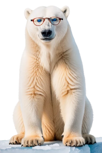 polar,whitebear,nordic bear,icebear,glasses penguin,polar bear,polar aurora,ice bear,kimbundu,ermine,gattilusio,okutan,sheeb,arcticus,arturo,skadavy,torvald,petery,ferbert,wedag,Illustration,Realistic Fantasy,Realistic Fantasy 25