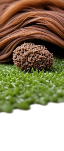 thatch roofed hose,coir,artificial grass,microalgae,spirulina,garden hose,brown fabric,azolla,polyesters,hose pipe,bioplastics,biomimicry,microphotography,mulch,nettled,chocolate shavings,macrophoto,particleboard,nanomaterial,cellulose,Photography,Fashion Photography,Fashion Photography 22