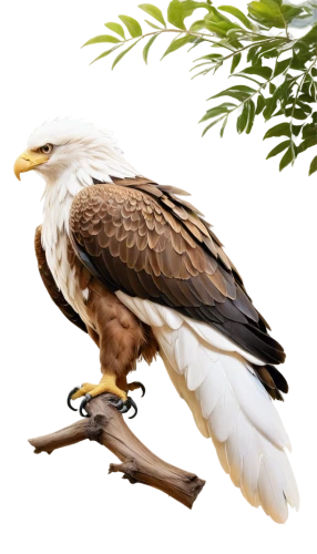 brahminy kite,ferruginous hawk,red tailed kite,egyptian vulture,fish eagle,african fishing eagle,red tailed hawk,african fish eagle,red-tailed hawk,crested caracara,hawk animal,caracara,nycticorax,changeable hawk-eagle,steppe eagle,galliformes,of prey eagle,sea eagle,red kite,crested hawk-eagle,Photography,Artistic Photography,Artistic Photography 02