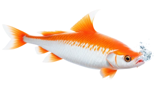 karp,snapfish,goldfish,playfish,squirrelfish,ornamental fish,red fish,garrisoned,poisson,guardfish,goatfish,glassfish,finfish,rockfish,fish,sunfish,gourami,swordtail,garriott,waifish,Conceptual Art,Fantasy,Fantasy 19