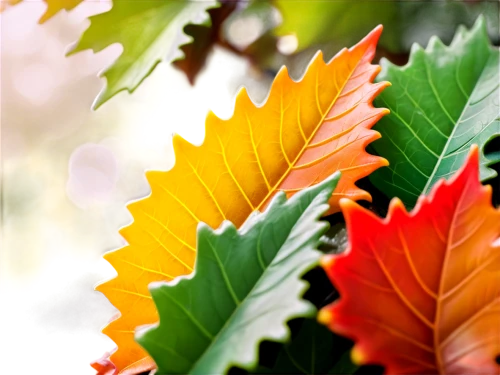 leaf background,colorful leaves,colored leaves,beech leaves,leaf color,maple foliage,maple leaves,leaves frame,beech leaf,maple leave,tree leaves,autumn leaf paper,autumn background,watercolor leaves,oak leaves,leafed,leafcutter,spring leaf background,autumn leaf,fall leaf,Unique,3D,Garage Kits