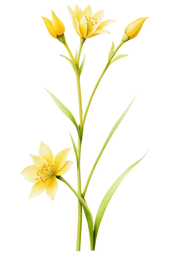flowers png,tulip background,easter lilies,flower background,yellow daylily,grass lily,day lily,lutea,tuberose,yellow tulips,garden star of bethlehem,light yellow daylily,flower wallpaper,day lily flower,jonquils,yellow petals,yellow flower,tulipa sylvestris,lilies of the valley,yellow daylilies,Conceptual Art,Daily,Daily 17