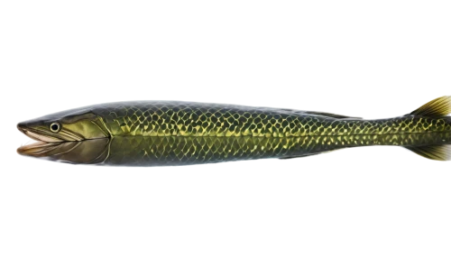 rapala,rasbora,nigriceps,etheostoma,micropterus,mosquitofish,stickleback,notropis,muskellunge,hydrilla,fjord trout,killifish,fundulus,freshwater fish,topminnow,cyprinus,halfbeak,walleyes,forest fish,pikeminnow,Photography,Documentary Photography,Documentary Photography 09