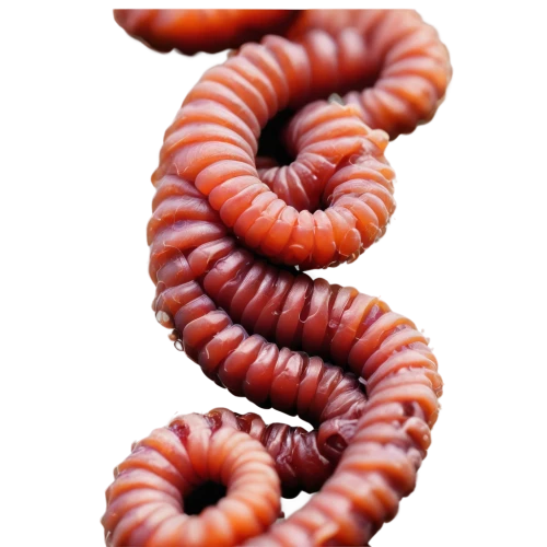 polychaete,bloodworm,bloodworms,millipedes,millipede,intestine,wormlike,intestines,intestinal,myriapods,ercp,worm apple,aorta,duodenal,worms,polyp,tritos,pellworm,viscera,annelids,Conceptual Art,Daily,Daily 33