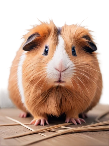 guinea pig,guineapig,cavia,guinea pigs,cavy,hamster,guinea,hamtaro,hamler,gerbil,cartoon pig,hamsters,hammy,lemming,piggie,cute animal,pua,mini pig,kawaii pig,knuffig,Conceptual Art,Fantasy,Fantasy 03