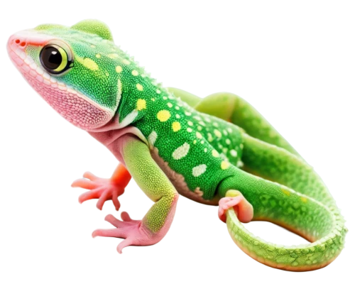 day gecko,gecko,phelsuma,frog background,emerald lizard,wonder gecko,coral finger tree frog,geckos,basiliscus,green frog,gekko,patrol,gex,coral finger frog,green lizard,treefrog,pelophylax,red-eyed tree frog,malagasy taggecko,geck,Illustration,Paper based,Paper Based 10
