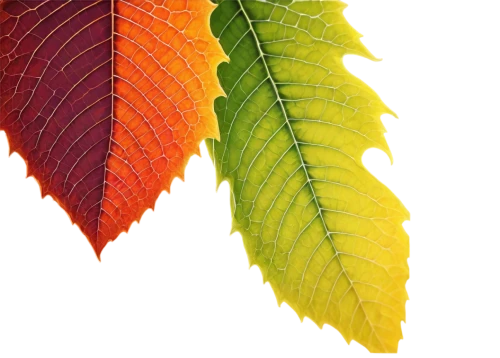 leaf background,colorful leaves,colored leaves,leaf color,spring leaf background,beech leaf,tropical leaf,beech leaves,autumn leaf,tree leaf,chestnut leaf,suspended leaf,tree leaves,leaf structure,red leaf,acorn leaf,watercolor leaves,leafed,gum leaves,fall leaf,Illustration,Vector,Vector 09