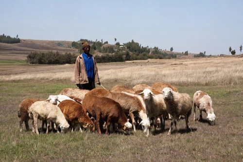 pastoralism,pastoralists,cameroon sheep,livestock farming,pastoralist,nguni,galloway cattle,simmental cattle,fulani,herdsman,shepherdess,stock farming,buffalo herder,sheepherder,herdsmen,ruminants,simien,cows on pasture,herders,nyamira