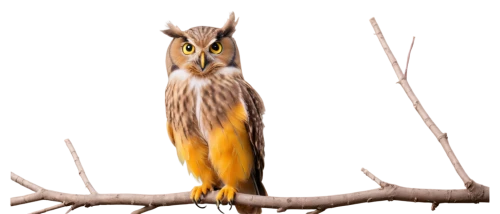 long-eared owl,saw-whet owl,eared owl,tyto longimembris,tyto,glaucidium,siberian owl,owl,eurasian pygmy owl,barn owl,eurasian eagle-owl,glaucidium passerinum,boobook owl,owl background,hoo,eurasia eagle owl,pelchat,rufous,spotted-brown wood owl,otus,Photography,Black and white photography,Black and White Photography 01