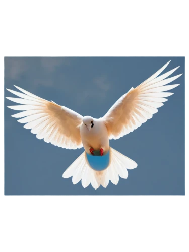 dove of peace,peace dove,bird png,doves of peace,tern flying,flying tern,royal tern,tern bird,seagull in flight,aguiluz,short-billed corella,black-winged kite,bird flying,quickbird,kubuntu,peacocke,tern,seagull flying,white dove,bird in flight,Photography,Black and white photography,Black and White Photography 04