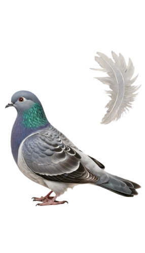 dove of peace,domestic pigeon,speckled pigeon,fantail pigeon,peace dove,rock dove,white grey pigeon,doves of peace,rock pigeon,wild pigeon,homing pigeon,feral pigeon,bird pigeon,woodpigeon,crown pigeon,field pigeon,victoria crown pigeon,columbidae,pigeon scabiosis,domestic pigeons,Illustration,Black and White,Black and White 23