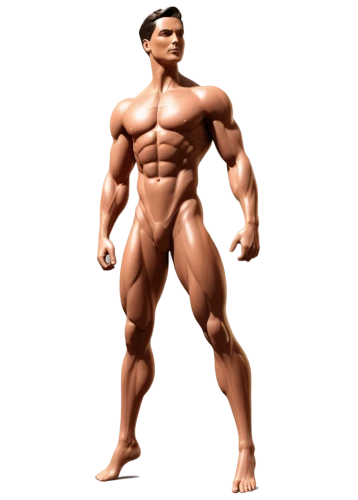 polykleitos,muscle man,3d figure,body building,nudelman,3d man,3d model,bodybuilder,ferrigno,musculature,musclemen,muscleman,3d rendered,muscular system,muscularity,muscularly,sculpt,muscle angle,intermuscular,muscle icon,Illustration,Vector,Vector 18