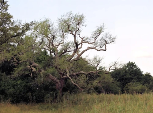 old gnarled oak,cottonwood,cottonwoods,bushveld,adansonia,baobabs,vachellia,wildearth,oak tree,hackberry,elm tree,isolated tree,old tree,mesquite flats,heronry,corkscrew willow,oaktree,two oaks,highland oaks,creepy tree