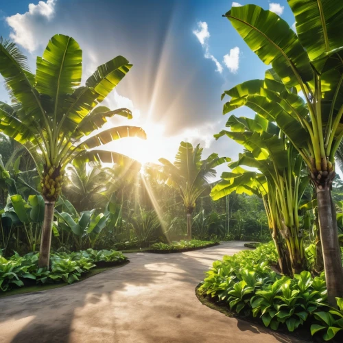 philodendrons,banana trees,tropical forest,tropical jungle,botanischer,intertropical,cycads,garden of eden,palm garden,naples botanical garden,subtropical,exotic plants,tropical greens,palm forest,tropical house,biopiracy,subtropics,tropical island,aaa,aaaa,Photography,General,Realistic