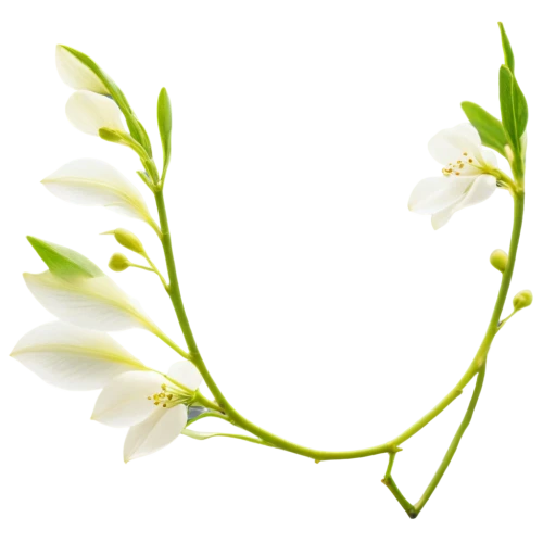 flowers png,spring leaf background,lily of the valley,grape-grass lily,lily of the field,grass lily,lilies of the valley,spikelets,flower background,wreath vector,laurel wreath,lilly of the valley,piperia,grass blossom,peace lilies,bookmark with flowers,easter lilies,spring onion,doves lily of the valley,lily of the desert,Illustration,Realistic Fantasy,Realistic Fantasy 10