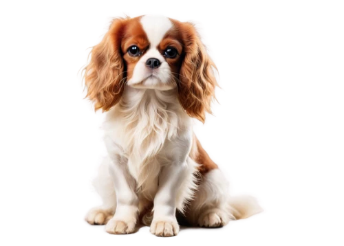 cavalier king charles spaniel,spaniel,dog angel,cavalier,cocker spaniel,dog illustration,shih tzu,basset,lumen,beagle,spaniels,long hair chihuahua,bassetts,venkman,doggerel,dog pure-breed,luz,dog breed,pekinese,bascomb,Photography,Artistic Photography,Artistic Photography 02