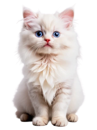 himalayan persian,birman,snowbell,white cat,blue eyes cat,british longhair cat,cat with blue eyes,cute cat,ragdoll,breed cat,scottish fold,kittenish,siberian cat,fluffernutter,doll cat,kittu,korin,cat on a blue background,kittani,cats angora,Illustration,Retro,Retro 18