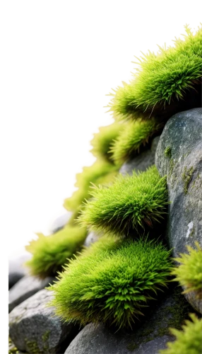 moss landscape,forest moss,tree moss,moss,mossy,moss saxifrage,bryophyte,green wallpaper,grass roof,grassy,clubmoss,mountain stone edge,grasslike,block of grass,sporophyte,bryophytes,grass,tussock,aaaa,mosses,Illustration,Abstract Fantasy,Abstract Fantasy 21