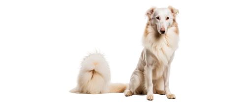 borzoi,albino horse,saluki,afghan hound,piebald,sighthounds,dogana,sighthound,white dog,lurcher,whippets,boer goat,quadrupeds,two dogs,goldens,galgo,dog,bardanes,shadowfax,suckling foal,Illustration,Retro,Retro 22