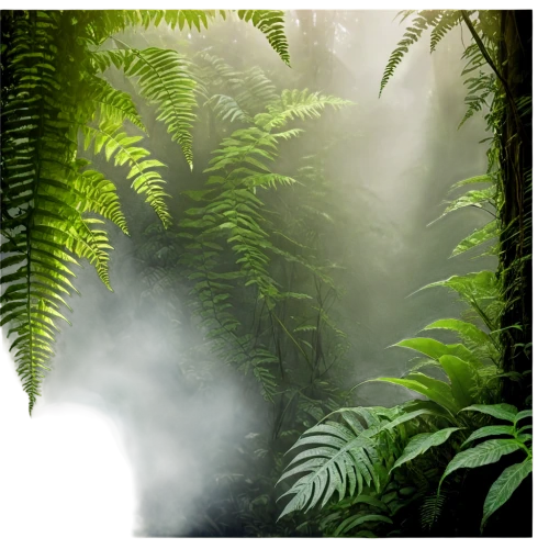 tropical forest,ferns,rainforests,rainforest,forest background,tree ferns,rain forest,titirangi,fern plant,green forest,fernery,pteris,verdant,wakefern,nature background,aaaa,philodendrons,green waterfall,forestland,forest plant,Illustration,Realistic Fantasy,Realistic Fantasy 35