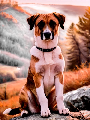 jack russel terrier,jack russell terrier,jack russell,dubernard,pugalur,parvo,boerboel,mixed breed dog,beagle,english bulldog,oberweiler,rat terrier,kutta,st bernard,ein,dwarf bulldog,amstaff,dog photography,staffordshire bull terrier,indian dog,Illustration,Realistic Fantasy,Realistic Fantasy 46