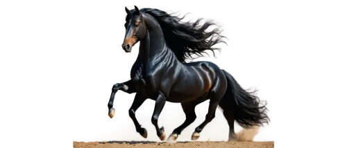 arabian horse,friesian,frison,lonhro,black horse,equus,lighthorse,equine,lipizzan,percheron,belgian horse,shire horse,dressage,darkhorse,thoroughbred arabian,shadowfax,lusitano,fire horse,arabian horses,equestrian,Illustration,Realistic Fantasy,Realistic Fantasy 43