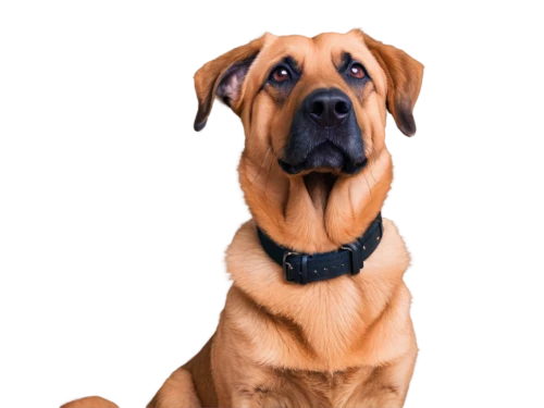 boerboel,black mouth cur,kangal,rhodesian ridgeback,mastiff,mastiffs,dogue de bordeaux,oberweiler,leonberger,bloodhound,brown dog,labrador,mastino,malinois,labrador retriever,portrait background,kutta,dog pure-breed,dog photography,dinozzo,Illustration,Black and White,Black and White 15