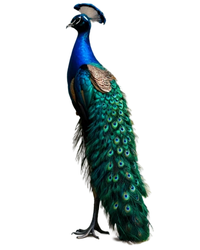 male peacock,peacock,indian peafowl,peafowl,blue peacock,pavo,fairy peacock,peacock feathers,leacock,blue parrot,pfau,peacock feather,heacock,blue macaw,an ornamental bird,guatemalan quetzal,pheasant,peacocks carnation,blue and gold macaw,peafowls,Conceptual Art,Daily,Daily 08