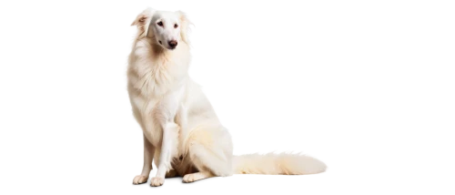 borzoi,afghan hound,saluki,white dog,sighthound,lurcher,pyr,rough collie,atka,deerhound,dogana,piebald,galgo,blonde dog,sighthounds,ermine,samoyedic,colotti,dog frame,dog,Art,Artistic Painting,Artistic Painting 27