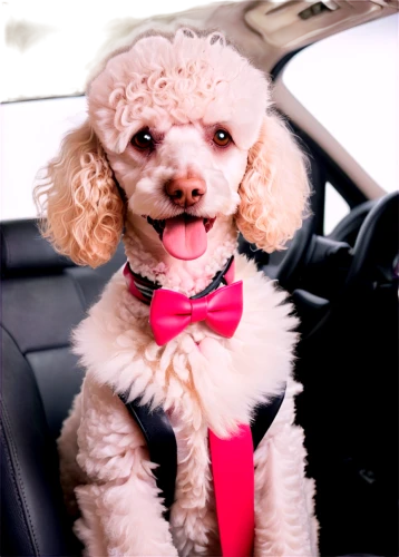 chauffeur,chauffeur car,bichon,rideshare,chauffered,car model,ridesharing,huichon,carpooling,cheerful dog,chauffeuring,driving assistance,driving,dog photography,girl in car,carpool,driving a car,poodle,cabdriver,elle driver,Conceptual Art,Fantasy,Fantasy 17