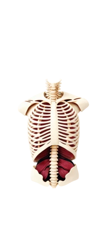 rib cage,pilgrim shell,ribcage,tealight,diaphragm,stator,3d object,plethysmograph,human heart,intervertebral,tavr,breastbone,3d render,mediastinum,coronary artery,spine,incandescent lamp,aorta,3d model,aortic,Art,Artistic Painting,Artistic Painting 02